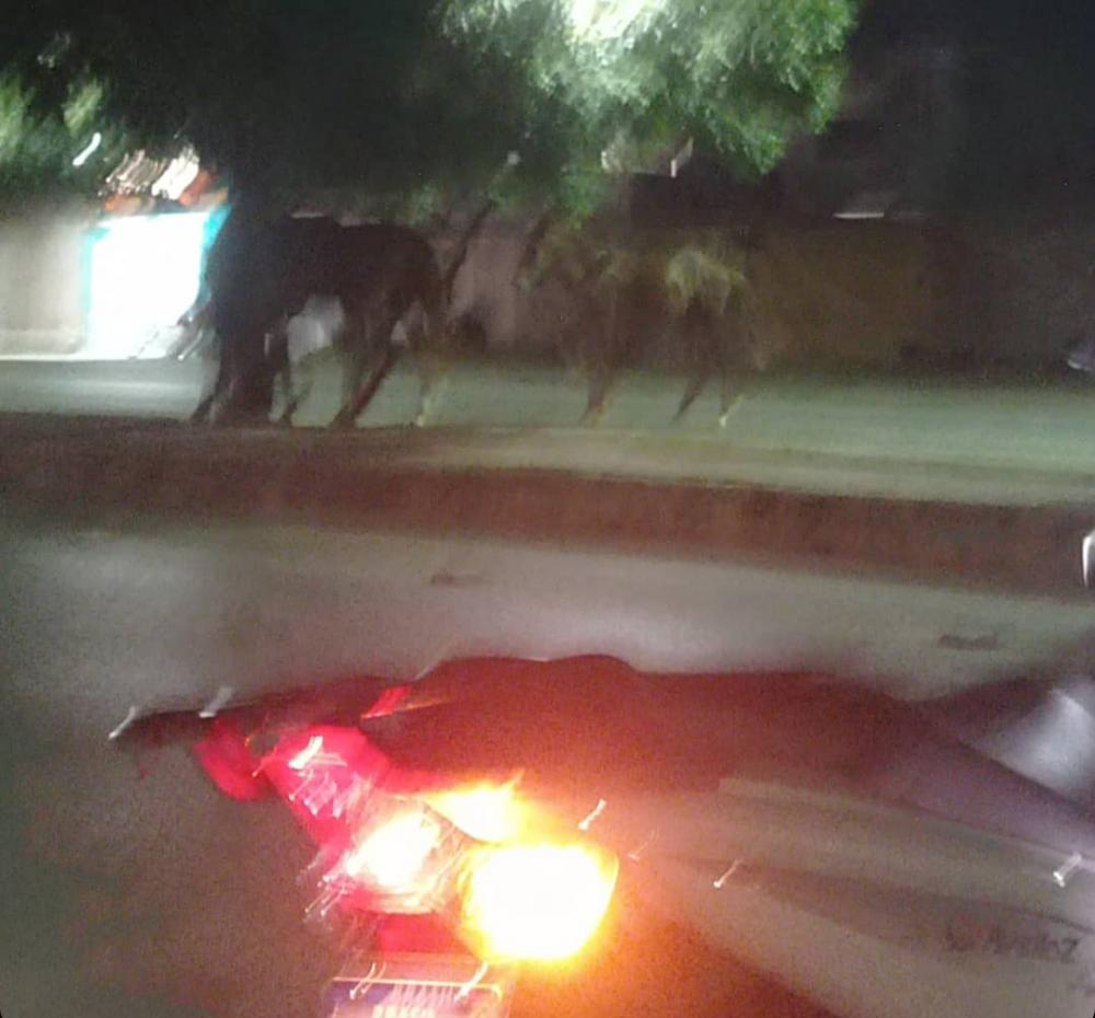 Cavalos soltos causam acidente com moto em avenida de Irecê 