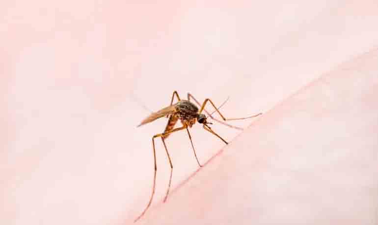Dengue na Bahia: sobe para 28 o número de mortos pela doença