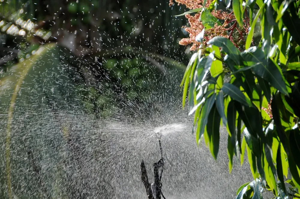 Bahia: Novas tecnologias e práticas agrícolas impulsionam fruticultura irrigada