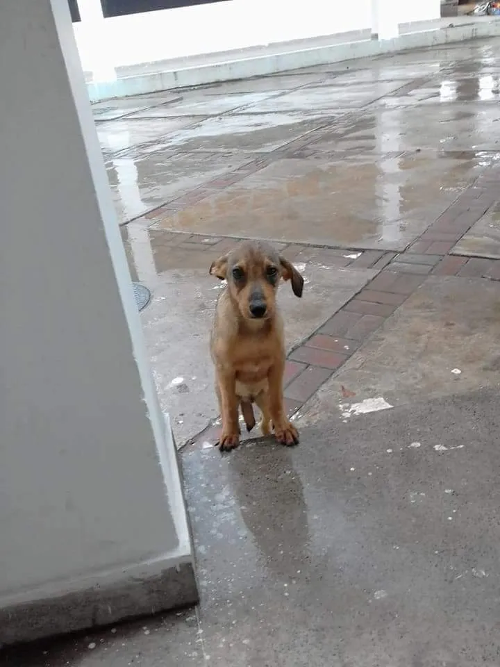 A dura realidade dos cães de rua em tempos de chuva em Irecê 