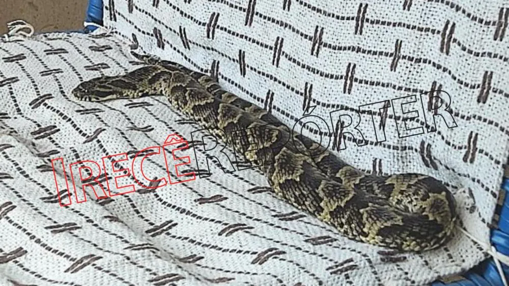 Irecê: Cobra invade casa por causa de matagal em terreno e moradores cobram providências