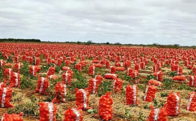 Oferta de cebola segue segue estável na região de Irecê, apesar das chuvas 