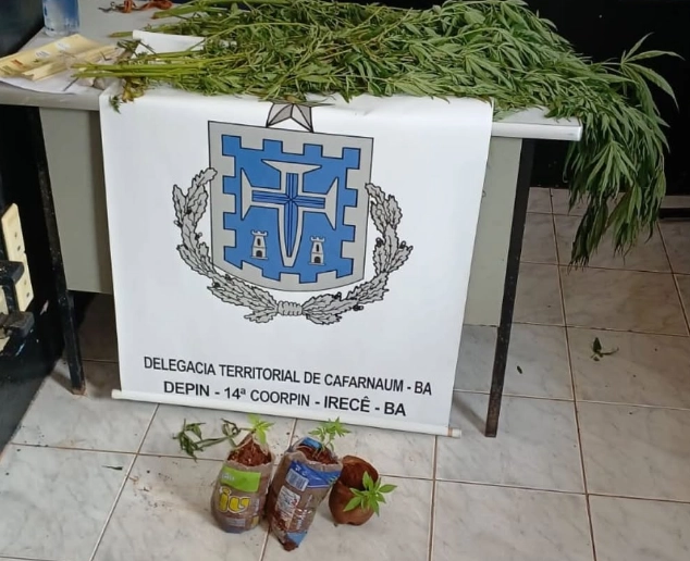 Homem é preso em Cafarnaum por cultivar pés de maconha 