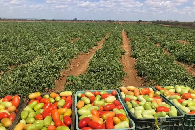 Região de Irecê se mantém entre os maiores polos de produção de tomate na Bahia