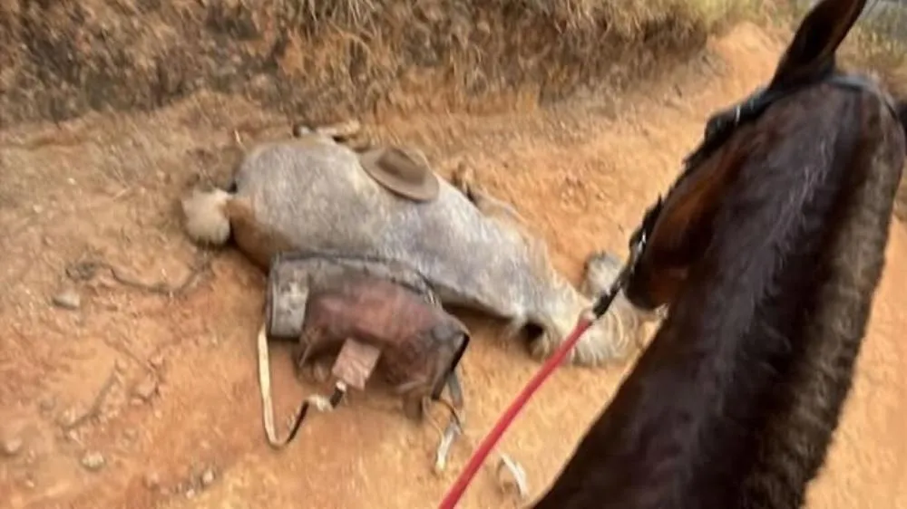 Cavalo tem as quatro patas mutiladas com facão no Interior de SP; animal não resistiu