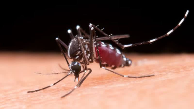 Primeira morte por dengue em 2026 no Brasil é registrada; saiba em qual estado