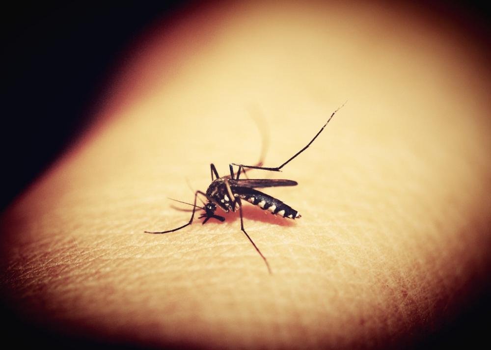 Brasil bate recorde histórico de mortes por dengue