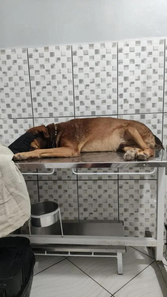 Cachorro é baleado e atropelado no bairro Fundação Bradesco em Irecê 