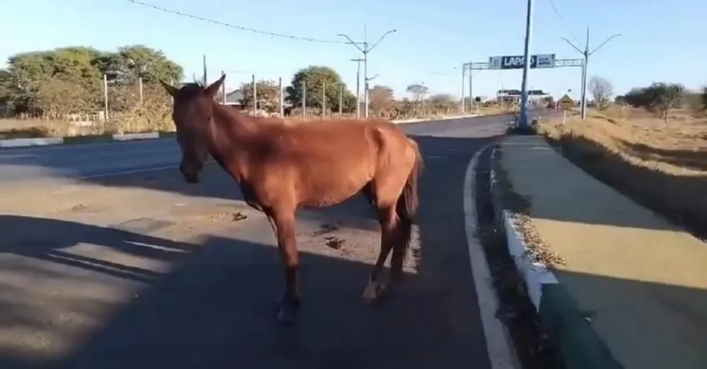 Cavalo fica gravemente ferido após acidente no contorno de Lapão; motorista é socorrido pelo SAMU