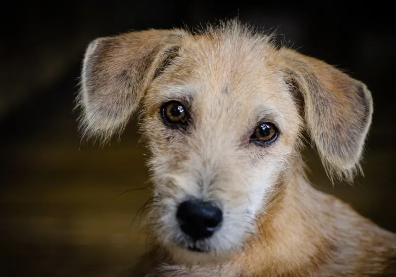 STF obriga prefeituras a proteger cães e gatos abandonados